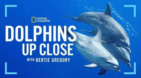 Dolphins Up Close with Bertie Gregory (2025)
