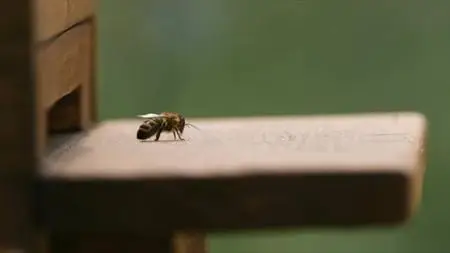 CBC - The Nature of Thing: A Bee's Diary (2020)