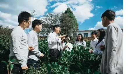 The Essence Of Pu Er Tea