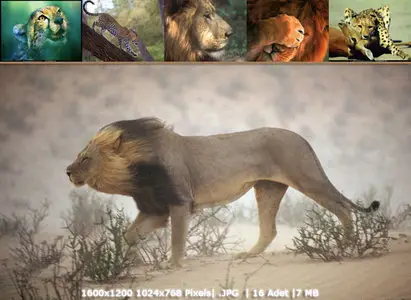 Lions and Tigers Wallpapers