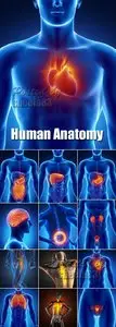 Stock Photo - Human Anatomy