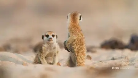 Meerkat Manor: Rise of the Dynasty S01E05