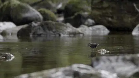 Wild Britain S01E04