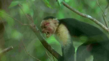 BBC - Natural World: Clever Monkeys (2008)