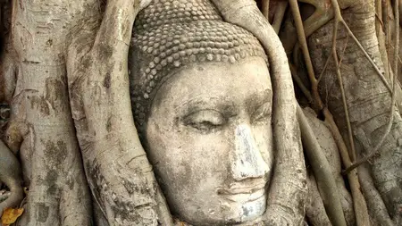 Audio Course - 2 Weeks Guided Meditation with Nature