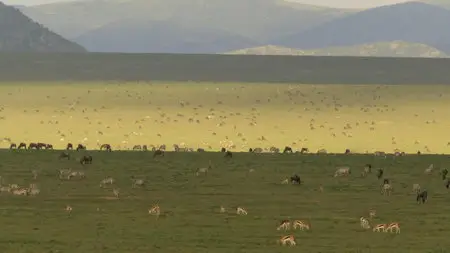 National Geographic: Great Migrations [6 series] /  National Geographic: Великие миграции [6 серий] (2010) [Repost]