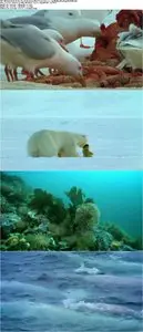 Wildest Arctic (2013)