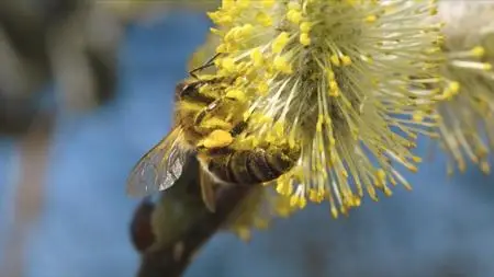 CBC - The Nature of Thing: A Bee's Diary (2020)