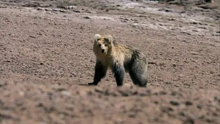 BBC Natural World - The Himalayas (2010)