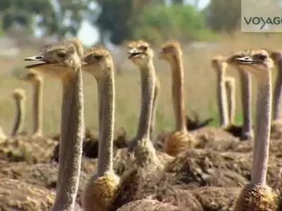 (Voyage) Afrique du Sud, Afrique extrême (2012)
