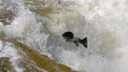 Wild Britain S01E04