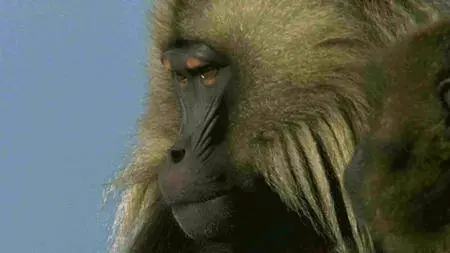 BBC - Natural World: Clever Monkeys (2008)