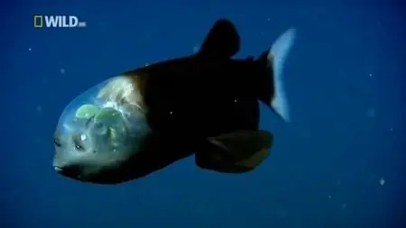 National Geographic - Life Of Oceans Transformation (2012)