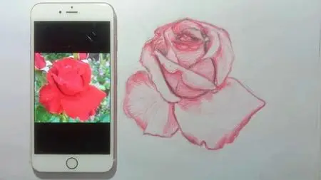 Draw A Red Rose In 5 Easy Steps.