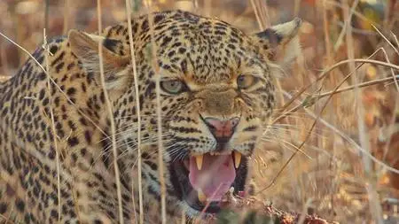 PBS Nature - The Leopard Legacy (2021)