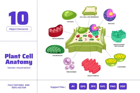 EE - Plant Cell Anatomy Infographic  Biology Education E6RPKGS