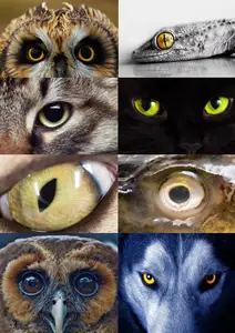 The eyes of animals