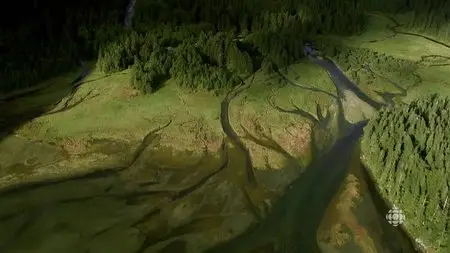 CBC - The Nature of Things: Spirit Bear Family (2015)