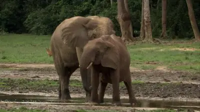 BBC: Natural World Collection (2010) 