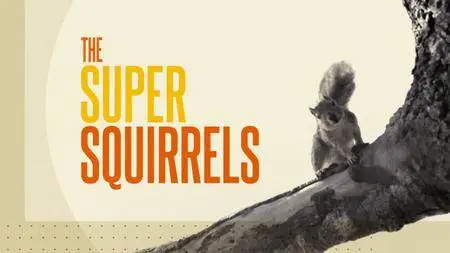 BBC Natural World - The Super Squirrels (2018)