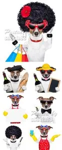 Stock Photo - Funny Dog