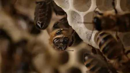CBC - The Nature of Thing: A Bee's Diary (2020)