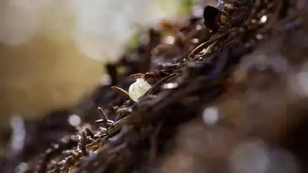 Terra Mater - Attenboroughs Ant Mountain (2017)