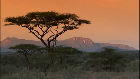 The Secret Life Of Elephants (2009)