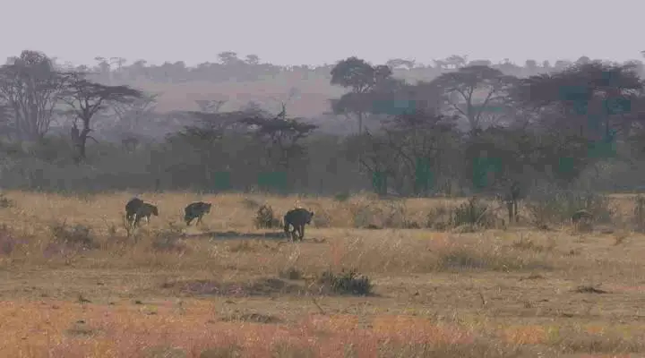 3D Safari: Africa (2011)