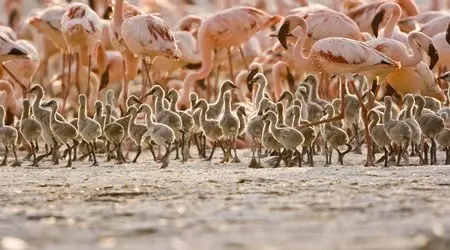 The Crimson Wing: Mystery Of The Flamingos (2009)