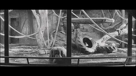 Dream and Silence / Sueño y silencio (2012) [Re-UP]