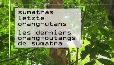 (Arte) Les derniers orang-outangs de Sumatra (2011)