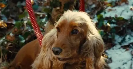 Bambou (2009)