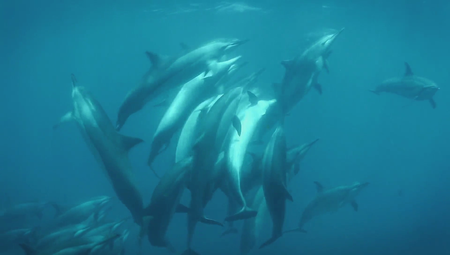 Terra Mater - Brazil: A Natural History (2015)