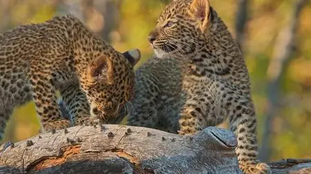 PBS Nature - The Leopard Legacy (2021)