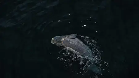 Ocean Souls (2021)