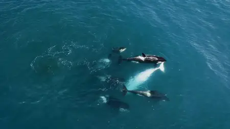 Ocean Souls (2021)