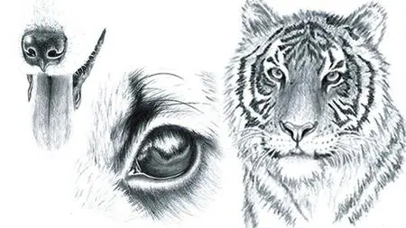 How To Draw Animal Portraits For Beginners