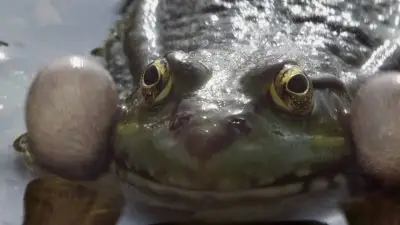BBC: Natural World Collection (2010) 
