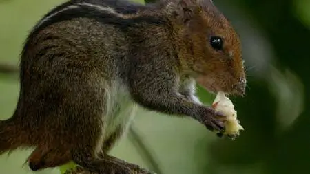 BBC Natural World - The Super Squirrels (2018)