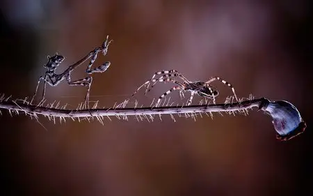 macro