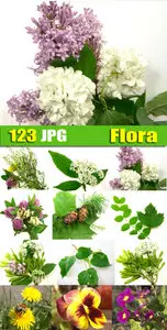 Flora - flowers