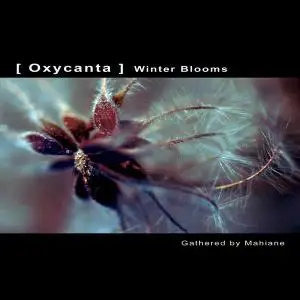 V.A. - Oxycanta: Winter Blooms (2007)