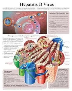 Hepatitis B Virus e-chart: Full illustrated