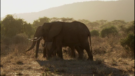 The Secret Life Of Elephants (2009)