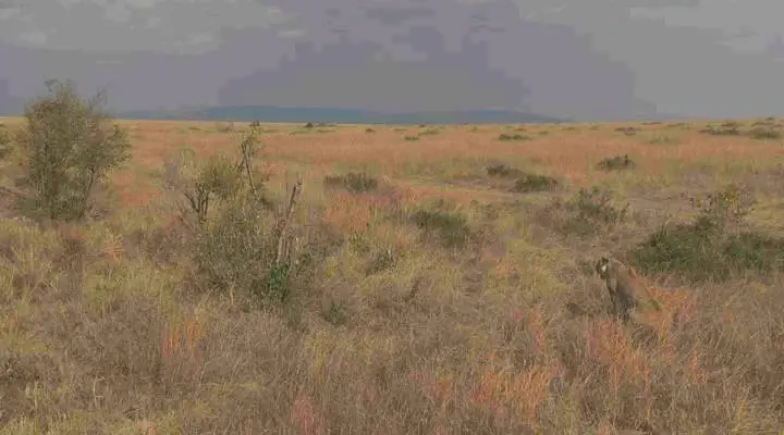 3D Safari: Africa (2011)