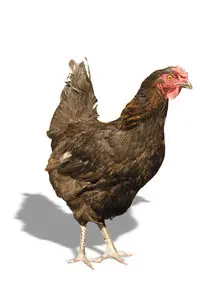 Cliparts "Hens"