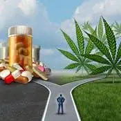 Coursera - Medical Cannabis, The Health Effects of THC and CBD Specialization by University of Colorado Boulder