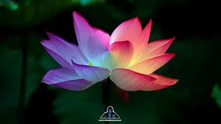 The Law Of Attraction For Realness