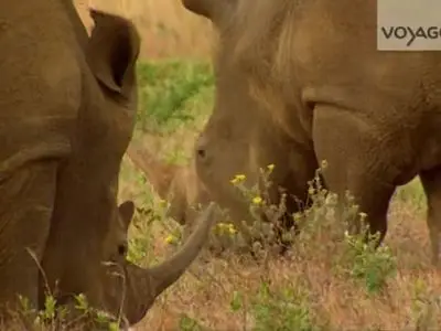 (Voyage) Afrique du Sud, Afrique extrême (2012)